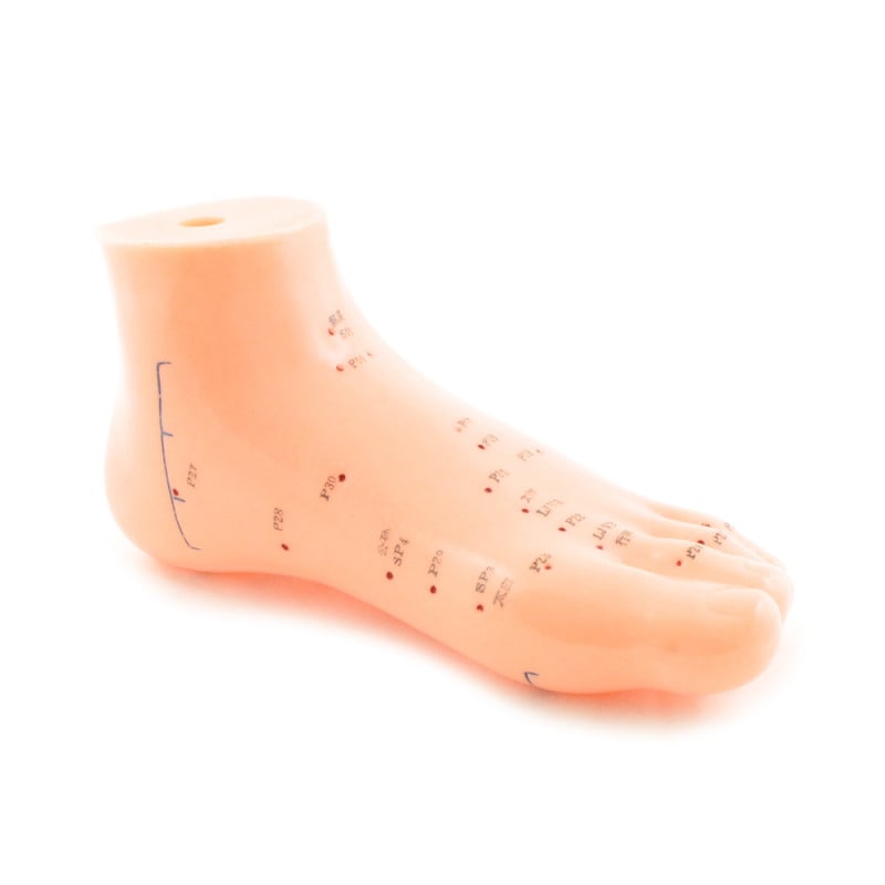 Foot Acupuncture Model Medvana UK