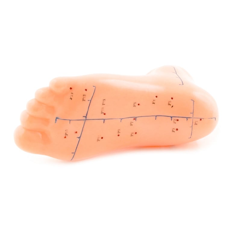 Foot Acupuncture Model Medvana UK