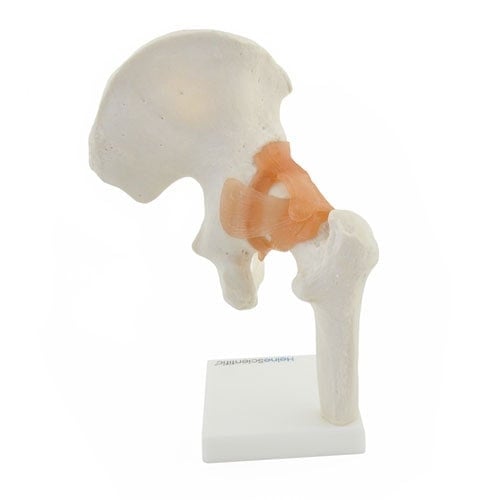 Hip Joint Anatomical Model with Ligaments Medvana UK