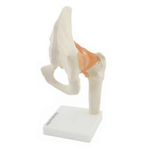 Hip Joint Anatomical Model with Ligaments Medvana UK
