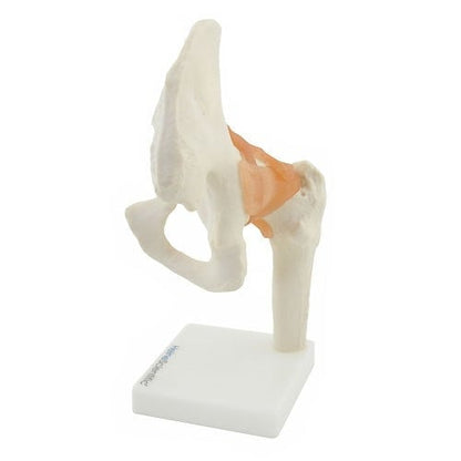 Hip Joint Anatomical Model with Ligaments Medvana UK