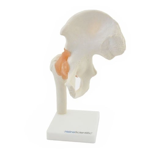 Hip Joint Anatomical Model with Ligaments Medvana UK