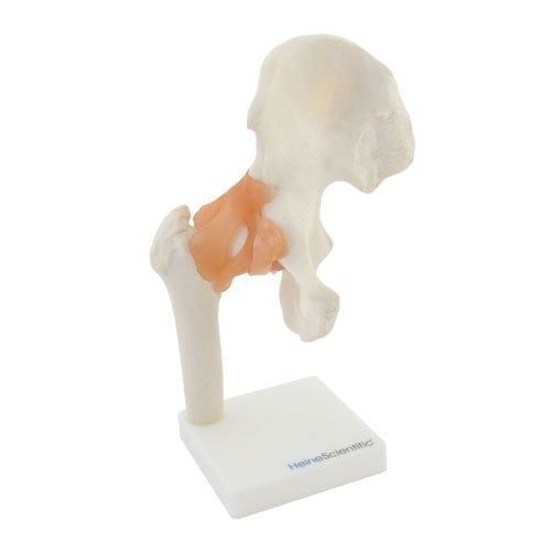 Hip Joint Anatomical Model with Ligaments Medvana UK