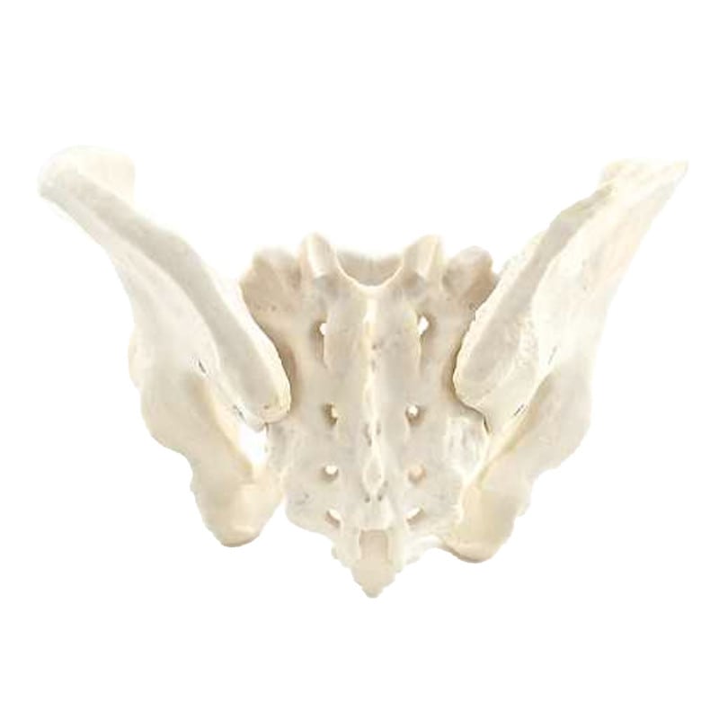 Skeletal Pelvis Model, Male Medvana UK
