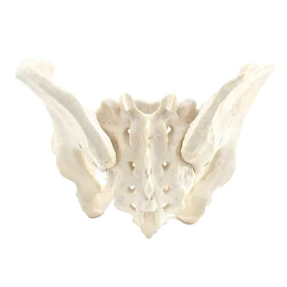 Skeletal Pelvis Model, Male Medvana UK