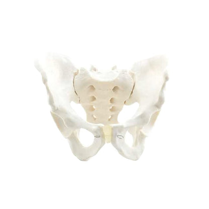 Skeletal Pelvis Model, Male Medvana UK