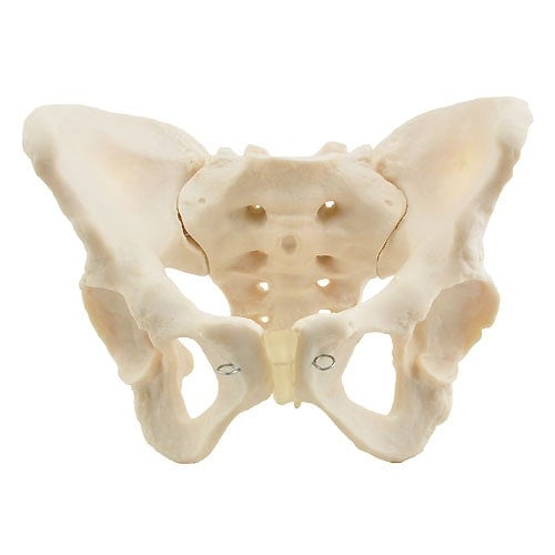 Skeletal Pelvis Model, Female Medvana UK
