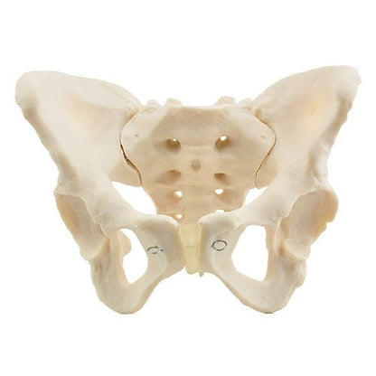 Skeletal Pelvis Model, Female Medvana UK