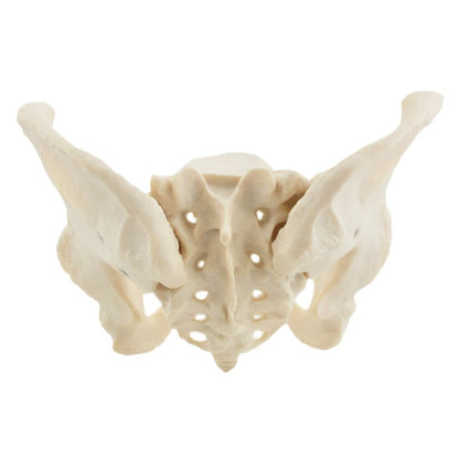 Skeletal Pelvis Model, Female Medvana UK