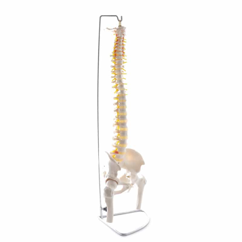 Spinal Column Model with Pelvis and Femoral Heads Medvana UK