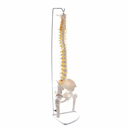 Spinal Column Model with Pelvis and Femoral Heads Medvana UK