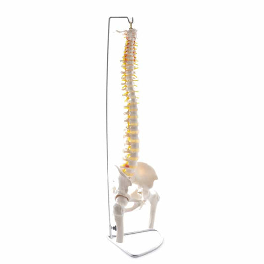 Spinal Column Model with Pelvis and Femoral Heads Medvana UK