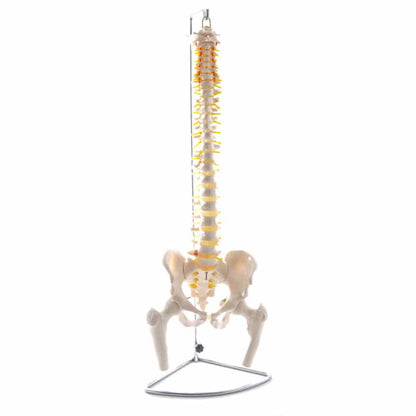 Spinal Column Model with Pelvis and Femoral Heads Medvana UK