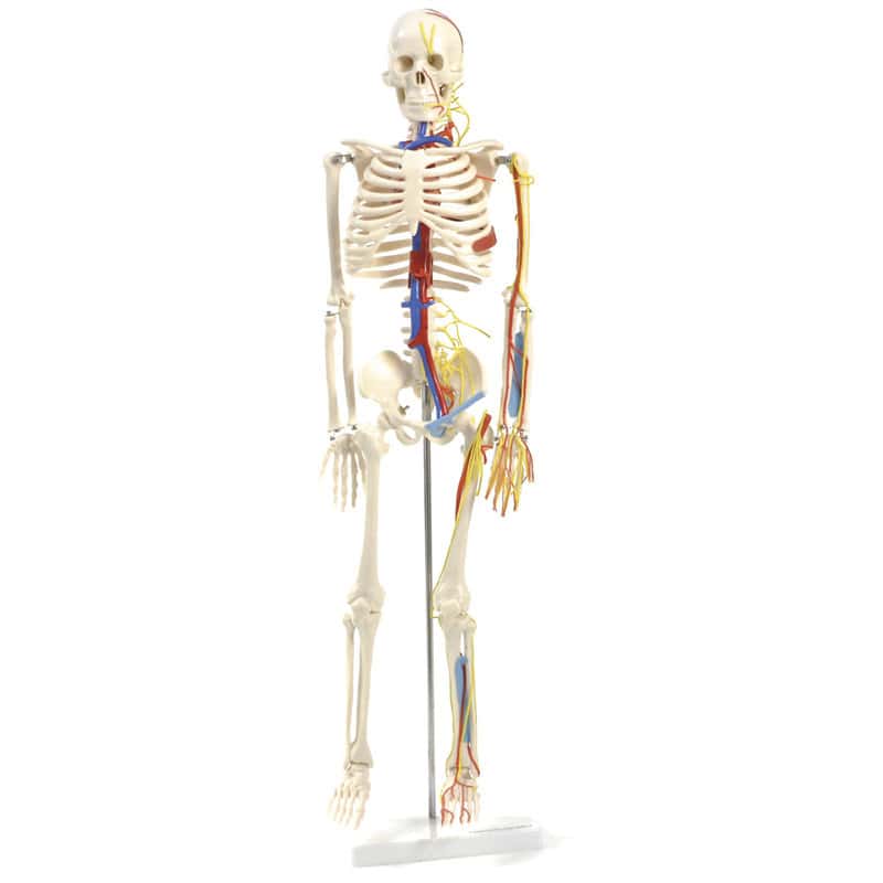 Human Skeleton Model Medvana UK
