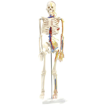 Human Skeleton Model Medvana UK