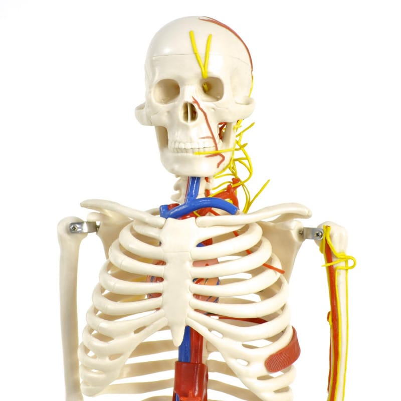 Human Skeleton Model Medvana UK