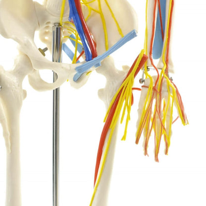 Human Skeleton Model Medvana UK