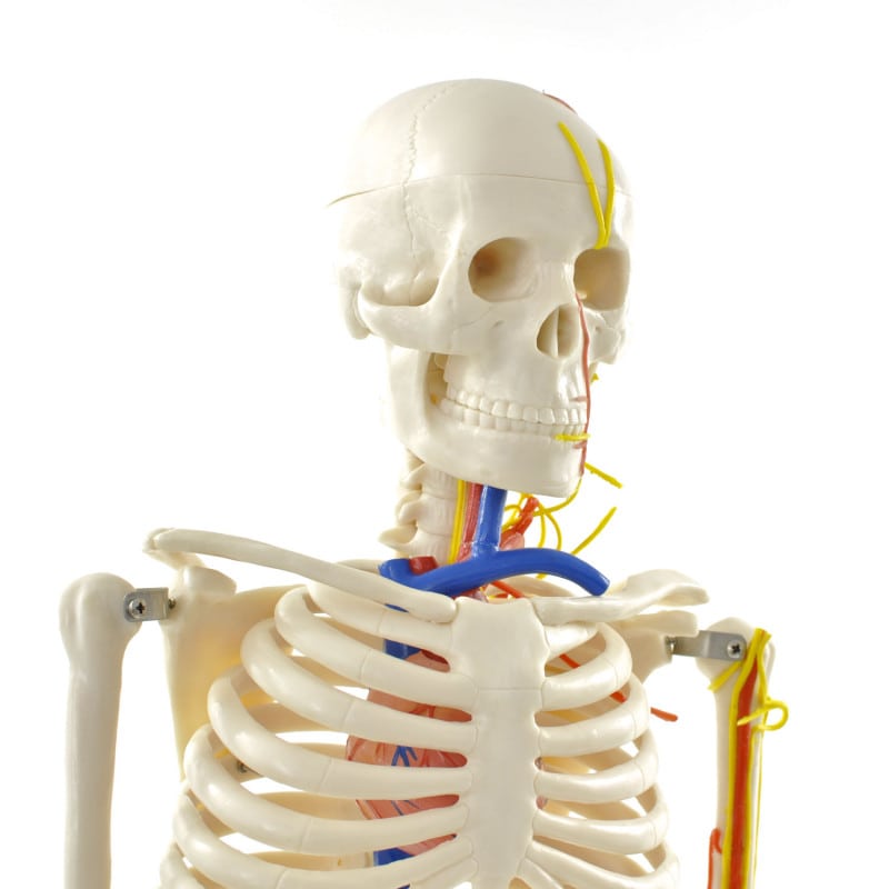 Human Skeleton Model Medvana UK