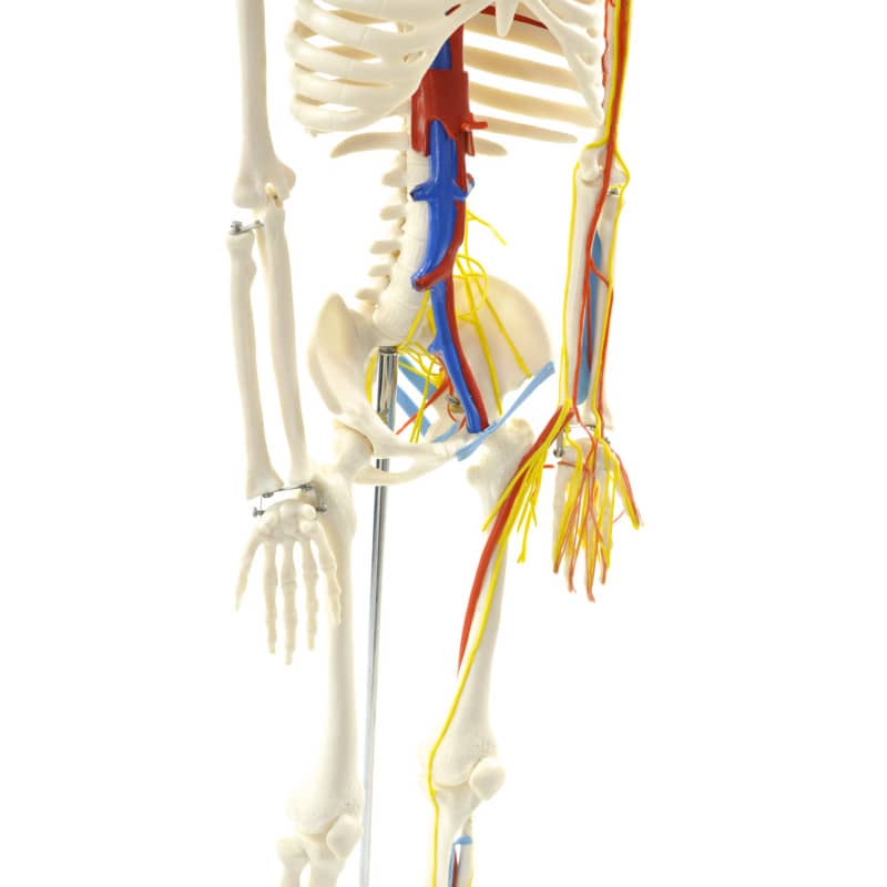 Human Skeleton Model Medvana UK