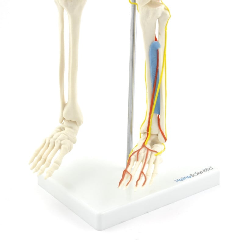 Human Skeleton Model Medvana UK