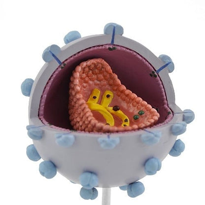 HIV Virus Model Medvana UK