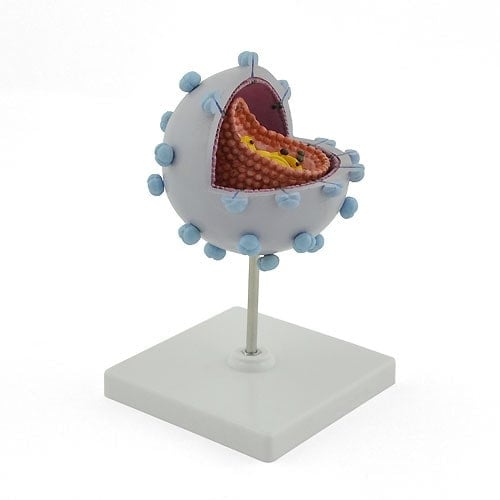 HIV Virus Model Medvana UK