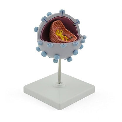 HIV Virus Model Medvana UK