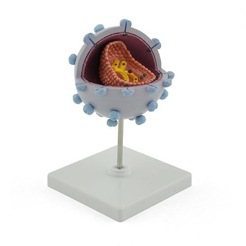 HIV Virus Model Medvana UK