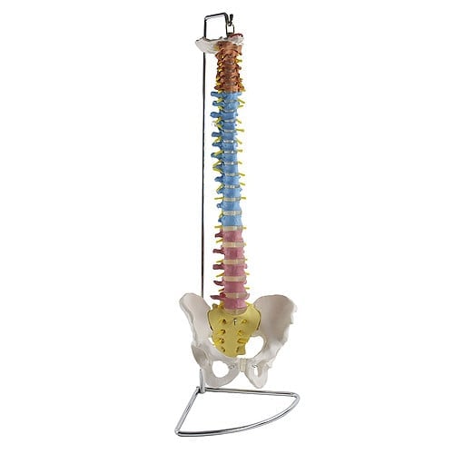 Didactic Vertebral Column Model Medvana UK
