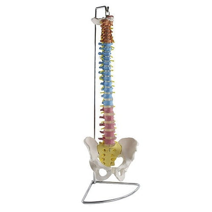 Didactic Vertebral Column Model Medvana UK