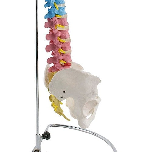 Didactic Vertebral Column Model Medvana UK