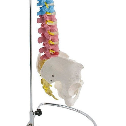 Didactic Vertebral Column Model Medvana UK