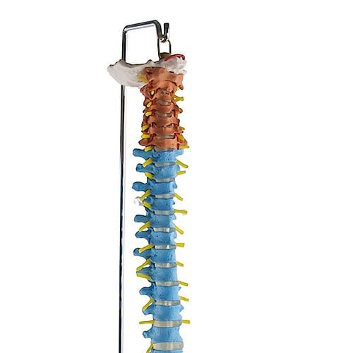 Didactic Vertebral Column Model Medvana UK