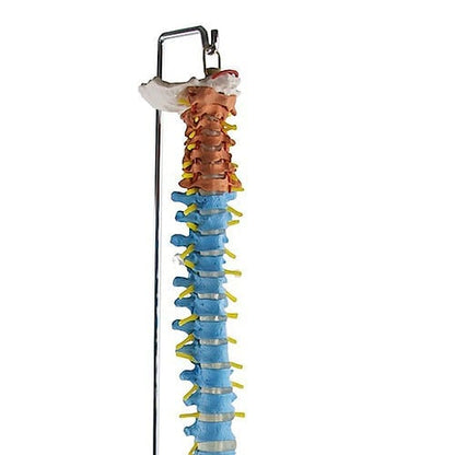 Didactic Vertebral Column Model Medvana UK