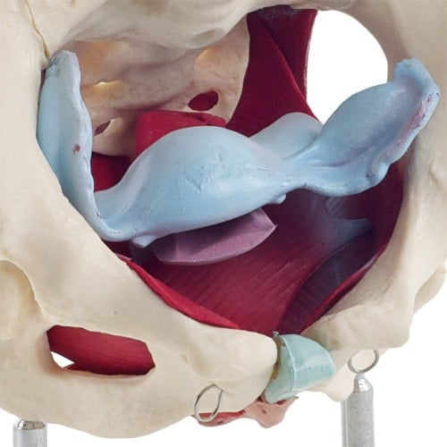 Female Pelvis Model Medvana UK