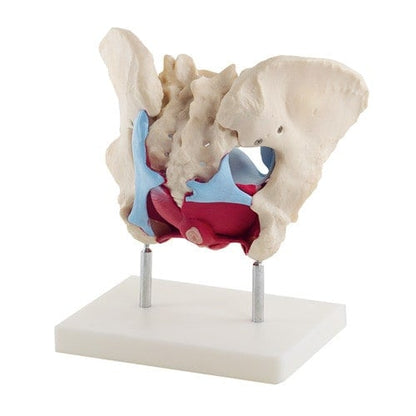 Female Pelvis Model Medvana UK