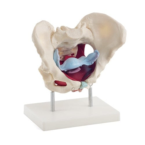 Female Pelvis Model Medvana UK