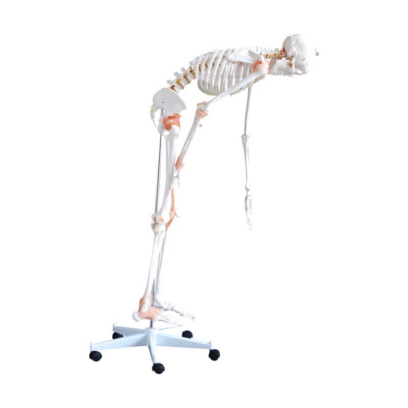 Human Skeleton Model Medvana UK