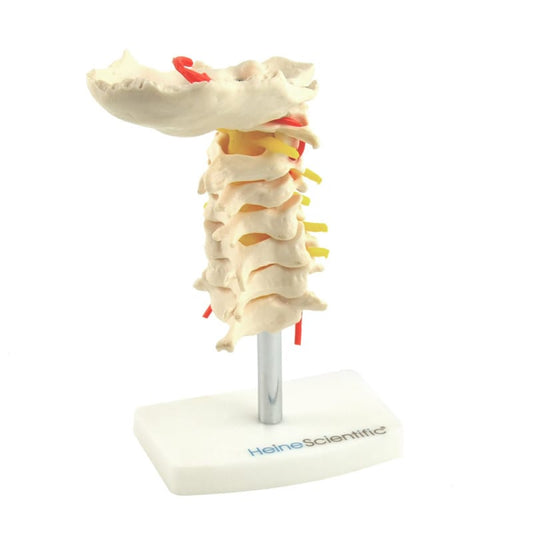 Cervical Spine Model Medvana UK