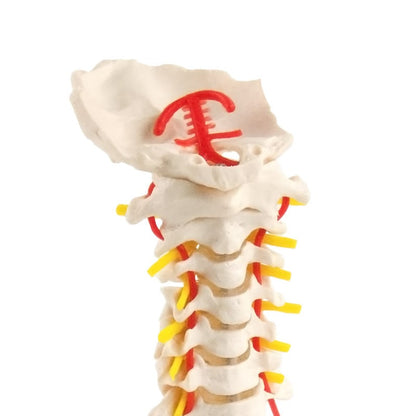 Cervical Spine Model Medvana UK