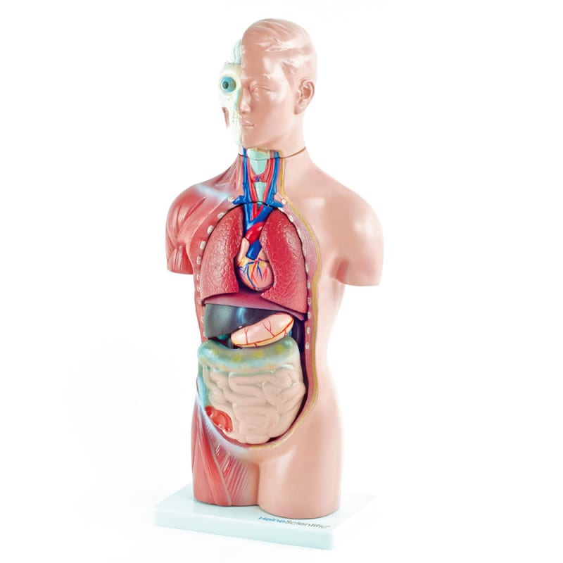 Genderless Torso Model Medvana UK