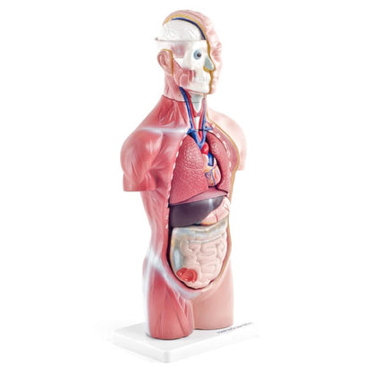 Genderless Torso Model Medvana UK