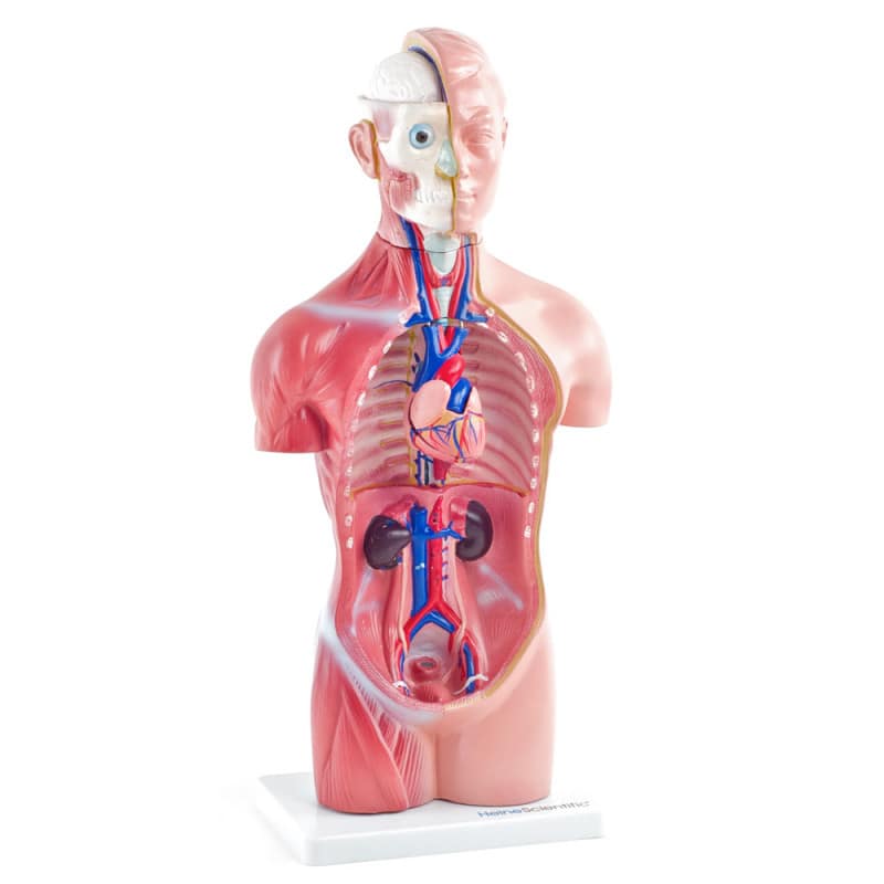 Genderless Torso Model Medvana UK