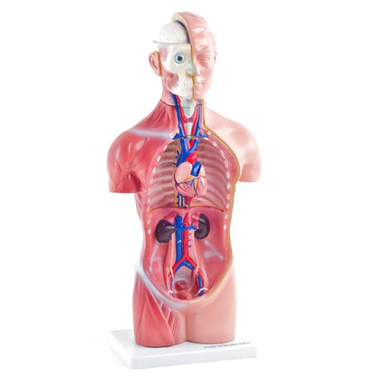 Genderless Torso Model Medvana UK