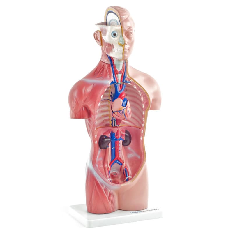 Genderless Torso Model Medvana UK