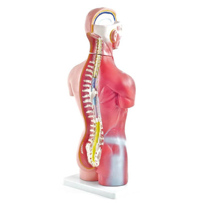 Genderless Torso Model Medvana UK