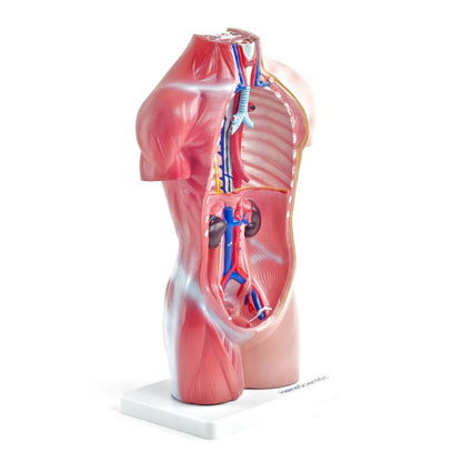 Genderless Torso Model Medvana UK