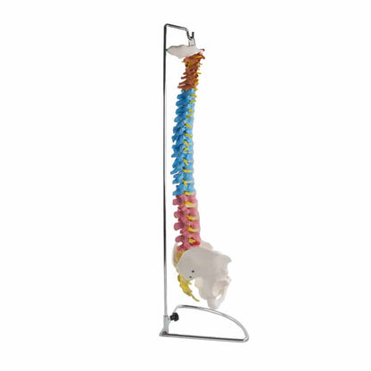 Didactic Vertebral Column Model Medvana UK