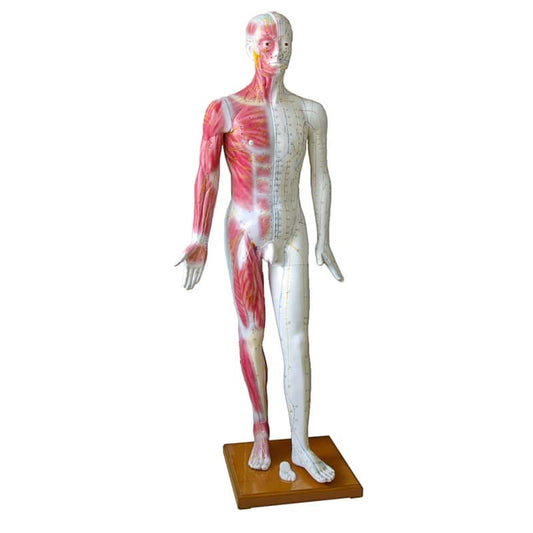 Life-size Acupuncture Model Medvana UK