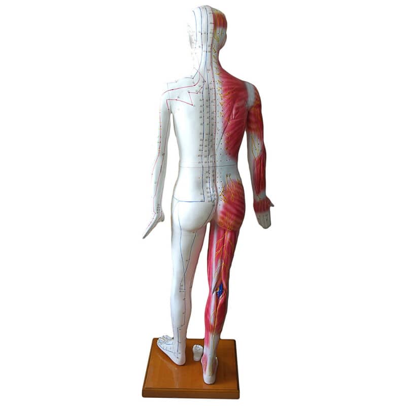 Life-size Acupuncture Model Medvana UK